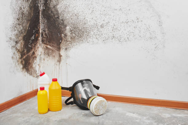 Best Attic Mold Removal  in White Mountain Lake, AZ
