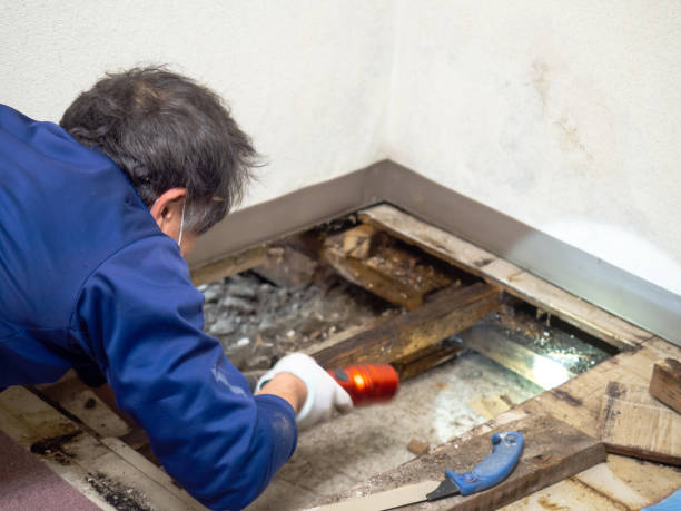 Best Crawl Space Mold Removal  in White Mountain Lake, AZ