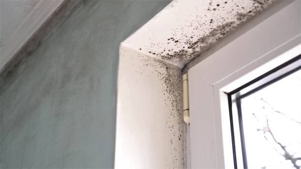  White Mountain Lake, AZ Mold Removal Pros