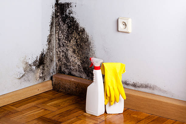 Best Mold Testing  in White Mountain Lake, AZ