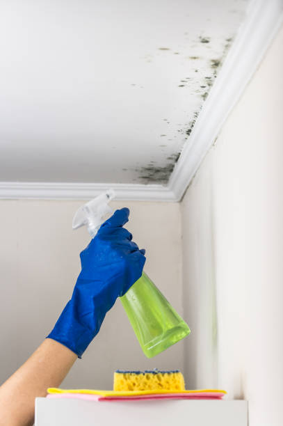 Best Emergency Mold Removal  in White Mountain Lake, AZ